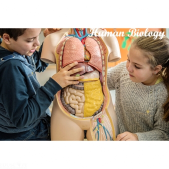 Human Biology Equipment